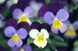 driekleurig viooltje